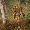 Tygr - Panthera tigris - Tiger o7935